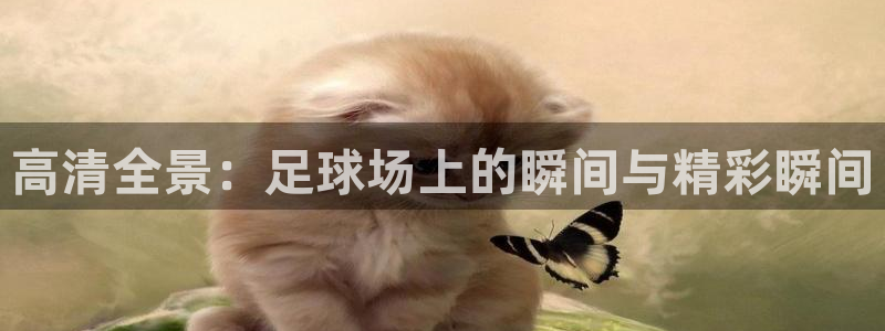 高清全景：足球场上的瞬间与精彩瞬间