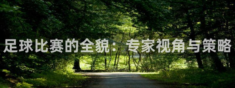  足球比赛的全貌：专家视角与策略